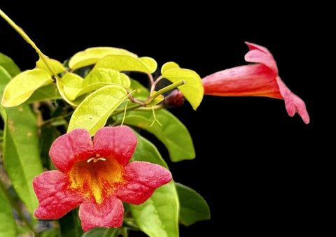 Crossvine | Bignonia capreolata | Florida Native Flowering Vine