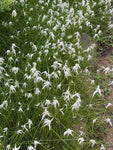 Blazing Star Grass | Rynchospora colorata | Aquatic Grass For Low Boggy Areas - Paradise Found Nursery