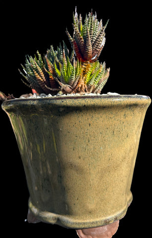 Haworthia fasciata Specimen - Available Potted in Bonsai Pottery or Unpotted - Great Gift!