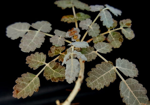 Boswellia dioscoridis Socotra Frankincense Tree Large Rooted Cutting - 2 ft - Paradise Found Nursery