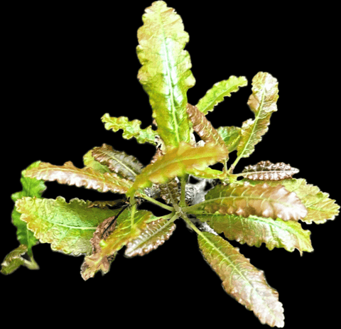 Boswellia nana | Dwarf Frankincense Socotra Tree | Rooted Cuttings - Paradise Found Nursery