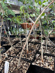 Bursera fagaroides New World Frankincense Tree Bonsai BLUE FORM - Paradise Found Nursery