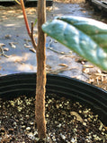 Bursera simaruba Gumbo Limbo | Florida Native Tourist Tree - Paradise Found Nursery