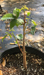 Bursera simaruba Gumbo Limbo | Florida Native Tourist Tree - Paradise Found Nursery