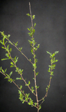 Bursera Waterman microphylla x fagaroides | Natural hybrid HUGE 27” Specimen - Paradise Found Nursery