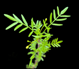 Bursera Waterman microphylla x fagaroides | Natural hybrid HUGE 27” Specimen - Paradise Found Nursery