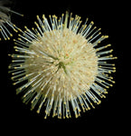 Buttonbush | Cephalanthus occidentalis | Florida Native Bog Tree - Paradise Found Nursery