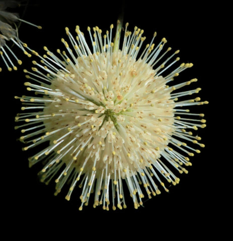 Buttonbush | Cephalanthus occidentalis | Florida Native Bog Tree - Paradise Found Nursery