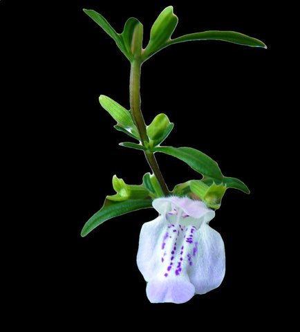 Calamintha georgiana | Savory Calamint | Drought Tolerant Florida Native Flower - Paradise Found Nursery