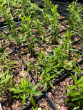 Calamintha georgiana | Savory Calamint | Drought Tolerant Florida Native Flower - Paradise Found Nursery