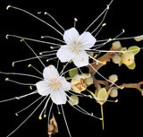 Jamaican Caper | Quadrella jamaicensis | Evergreen Flowering Florida Native Shrub