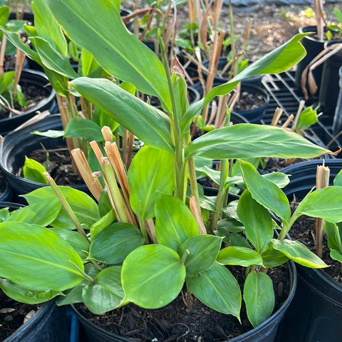 Cardamom Plant | Elettaria cardamommum | Edible Ginger | Aromatic - Paradise Found Nursery