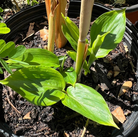 Cardamom Plant | Elettaria cardamommum | Florida Friendly Edible Plant - Paradise Found Nursery