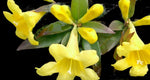 Carolina jesamine | Gelsemium sempervirens | Florida Native Flowering Vine - Paradise Found Nursery