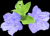 Carolina Wildpetunia | Ruellia caroliniensis | Florida Native Wildflower - Paradise Found Nursery