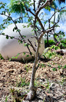 Ceiba aesculifolia v parvifolia RARE Dwarf Kapok Species - Paradise Found Nursery