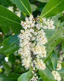 Cherry Laurel | Prunus caroliniana | Florida Native Tree