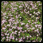 Climbing Aster | Symphyotrichum carolinianum | Florida Native Flowering Vine - Paradise Found Nursery