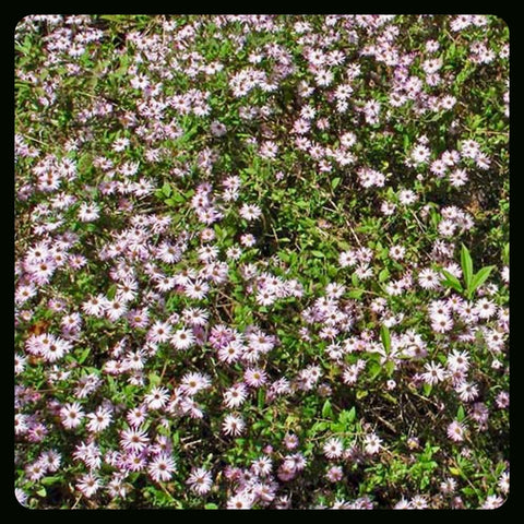 Climbing Aster | Symphyotrichum carolinianum | Florida Native Flowering Vine - Paradise Found Nursery