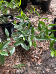 Climbing Aster | Symphyotrichum carolinianum | Florida Native Flowering Vine - Paradise Found Nursery