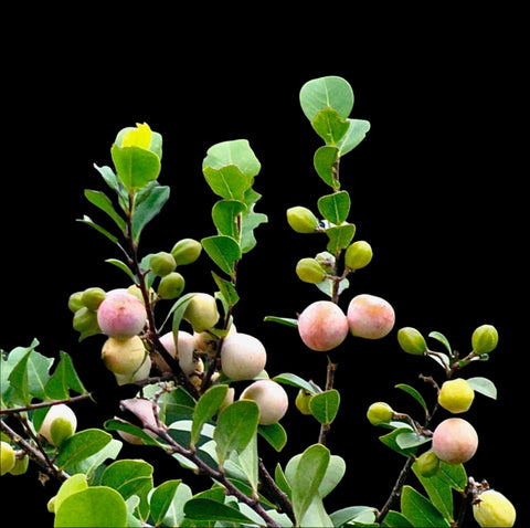 Cocoplum | Chrysobalanus icaco | Florida Native Flowering Shrub