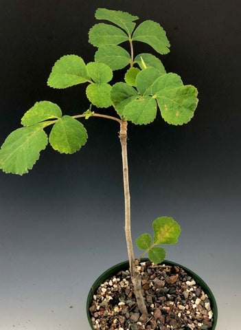 Commiphora edulis 1 gallon Myrrh Tree - Paradise Found Nursery