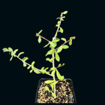 Commiphora kua Myrrh Tree 5” Pots - Paradise Found Nursery