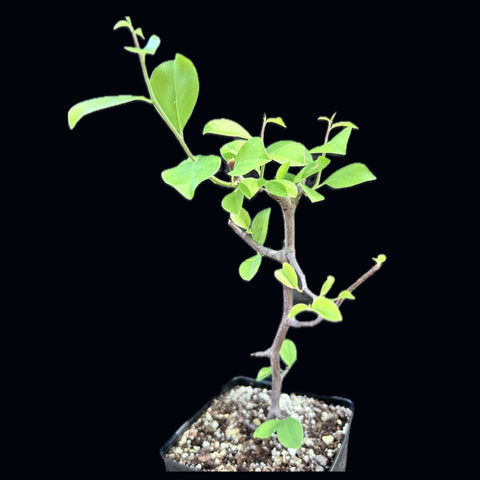 Commiphora rostrata v reflexa 4” pot Myrrh Tree - Paradise Found Nursery