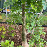 Commiphora sp nova ex Miniatree 6"/1 gallon Rare New Myrrh Tree - Paradise Found Nursery