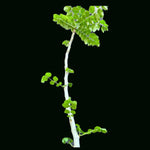 Commiphora sp nova ex Miniatree Larger Trees | Myrrh Family - Paradise Found Nursery