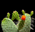 Consolea corallicola | Florida Semaphore Cactus | Rarest Endangered Cactus In The World!! - Paradise Found Nursery