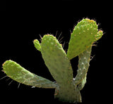 Consolea corallicola | Florida Semaphore Cactus | Rarest Endangered Cactus In The World!! Large Plants - Paradise Found Nursery