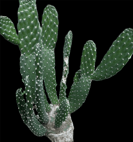 Consolea rubescens | Roadkill Cactus | Bonsai Specimen in 12" Bowl - Paradise Found Nursery