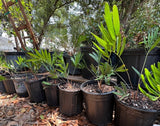 Coontie | Zamia integrifolia | Florida Native Pollinator Plant | Florida Native Cycad - Paradise Found Nursery
