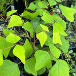 Coral Bean Tree | Erythrina herbacea | Florida Native Tree - Paradise Found Nursery