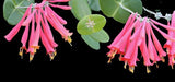 Coral Honeysuckle | Lonicera sempervirens | Florida Native Pollinator Vine - Paradise Found Nursery