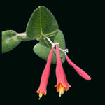 Coral Honeysuckle | Lonicera sempervirens | Florida Native Pollinator Vine - Paradise Found Nursery