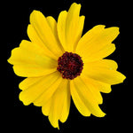 Coreopsis leavenworthii | Leavenworth's Tickseed | Florida Native Pollinator & Wildflower - Paradise Found Nursery