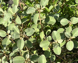 Croton punctatus | Gulf Croton | Beach Tea | Rare Florida Native Succulent Euphorbia - Paradise Found Nursery
