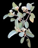 Croton punctatus | Gulf Croton | Beach Tea | Rare Florida Native Succulent Euphorbia - Paradise Found Nursery