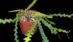 Cryptocereus anthonyanus 6" pots Ric Rac Fishbone Cactus - Paradise Found Nursery