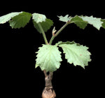 Cyphostemma hardyi 4" pot Seed Grown Caudex Plant - Paradise Found Nursery