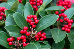 Dahoon Holly | Ilex cassine | Florida Native Landscape Tree - Paradise Found Nursery