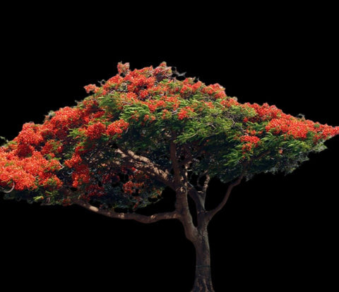 Delonix regia | Royal Poinciana Tree | Madagascar Native - Paradise Found Nursery
