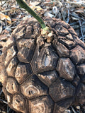 Dioscorea mexicana 5” Pot Size - Paradise Found Nursery