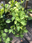 Dischidia oiantha ‘Geri’ | Epiphytic Flowering Milkweed | Hanging Basket Plant