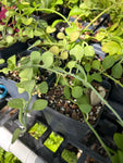 Dischidia oiantha ‘Geri’ | Epiphytic Flowering Milkweed | Hanging Basket Plant - Paradise Found Nursery