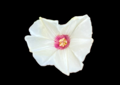 Alamo Vine Distimake dissectus flower white