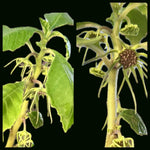 Dorstenia mannii (formerly radiata) | Rare Tropical Dwarf Caudex Plant | Black flowers - Paradise Found Nursery