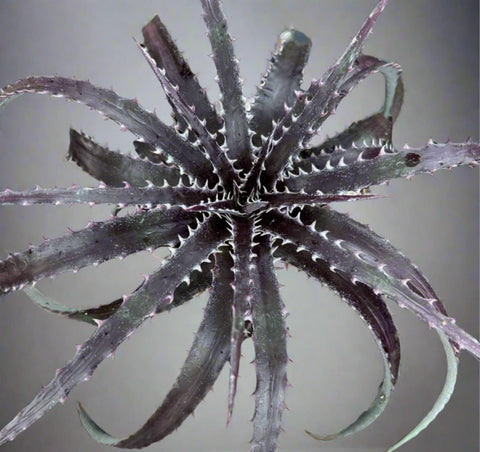 Dyckia 'Brittle Star' | Terrestrial Bromeliad Hybrid | Brittle Star Plant - Paradise Found Nursery